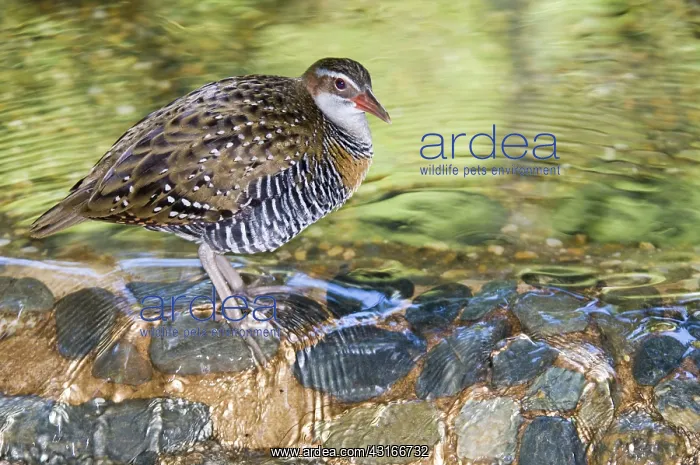: Buff-banded rail : Buff-banded rail
