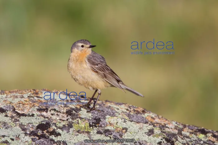 : Buff-bellied / American Pipit : Buff-bellied / American Pipit