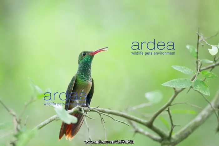 : Buff-bellied Hummingbird