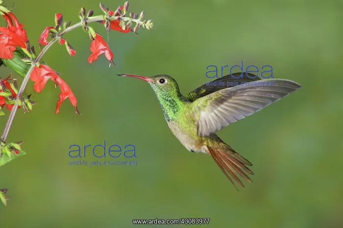 : Buff-bellied Hummingbird : Buff-bellied Hummingbird