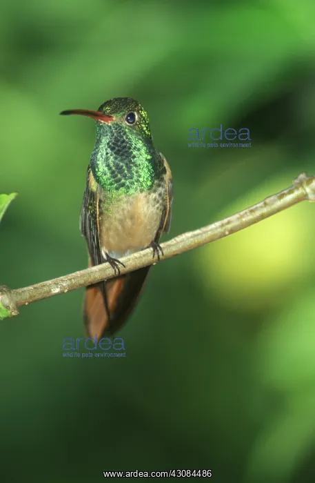 : Buff-bellied Hummingbird : Buff-bellied Hummingbird