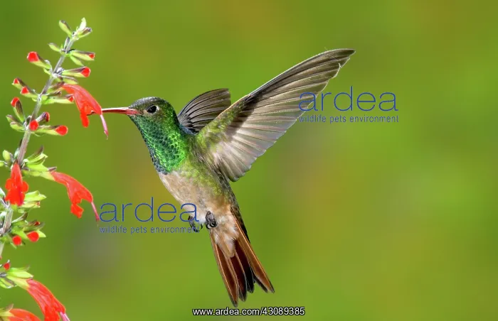 : Buff-bellied Hummingbird : Buff-bellied Hummingbird