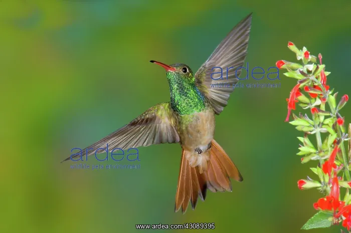 : Buff-bellied hummingbird : Buff-bellied hummingbird