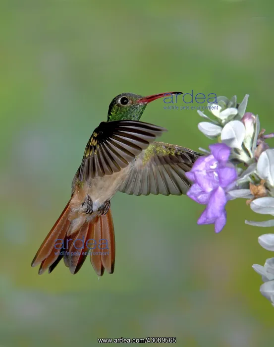 : Buff-bellied Hummingbird : Buff-bellied Hummingbird