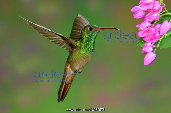: Buff-bellied Hummingbird : Buff-bellied Hummingbird