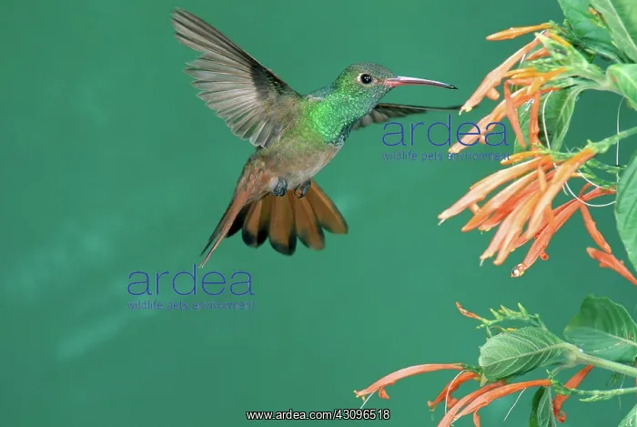 : Buff-bellied Hummingbird : Buff-bellied Hummingbird