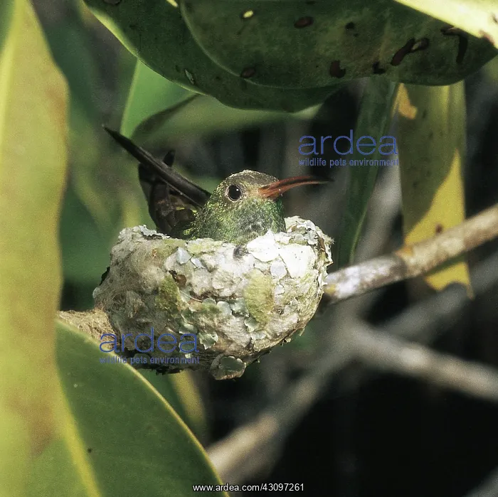 : Buff-Bellied Hummingbird : Buff-Bellied Hummingbird