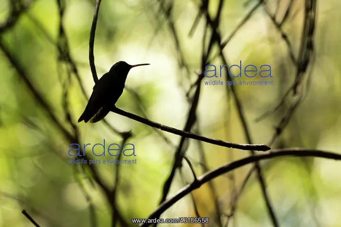 : Buff-bellied Hummingbird : Buff-bellied Hummingbird