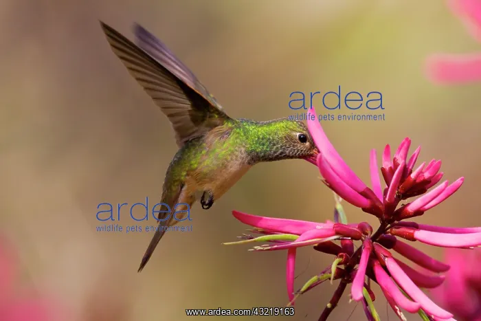 : Buff-bellied Hummingbird (Amazilia yucatanensis) : Buff-bellied Hummingbird (Amazilia yucatanensis)