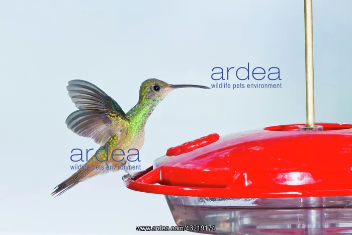 : Buff-bellied Hummingbird (Amazilia yucatanensis) : Buff-bellied Hummingbird (Amazilia yucatanensis)