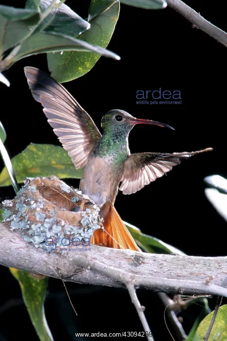 : Buff-bellied Hummingbird at Nest : Buff-bellied Hummingbird at Nest
