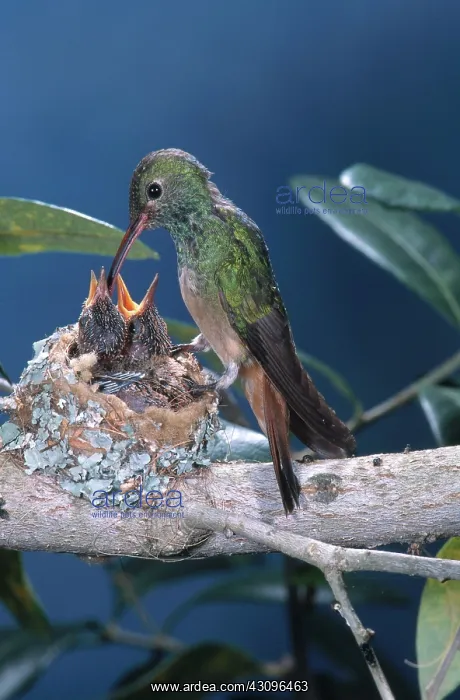 : Buff-bellied Hummingbird at nest : Buff-bellied Hummingbird at nest