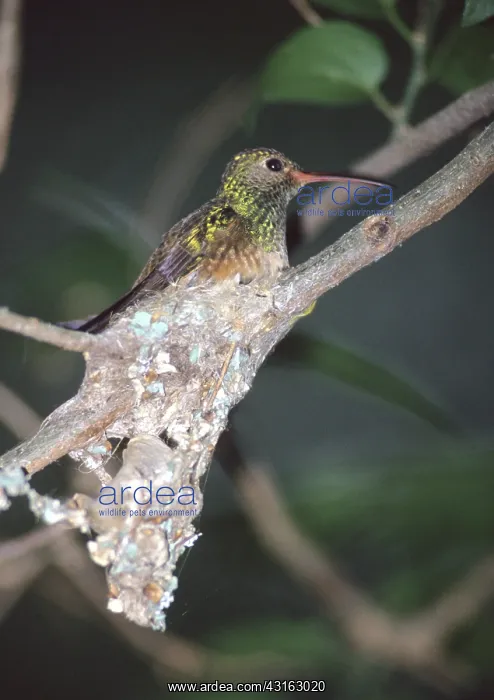 : Buff-bellied Hummingbird in nest : Buff-bellied Hummingbird in nest