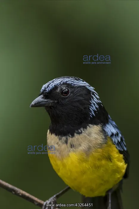 : Buff-breasted Mountain Tanager (Dubusia taeniata) : Buff-breasted Mountain Tanager (Dubusia taeniata)