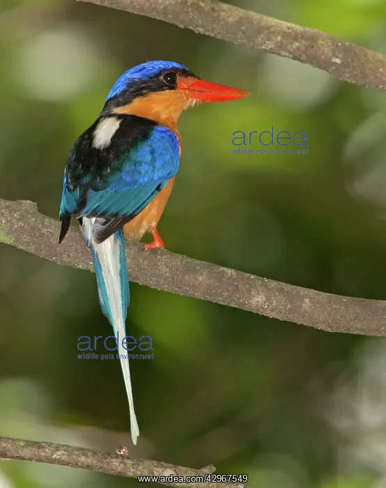 : Buff-breasted Paradise-Kingfisher : Buff-breasted Paradise-Kingfisher
