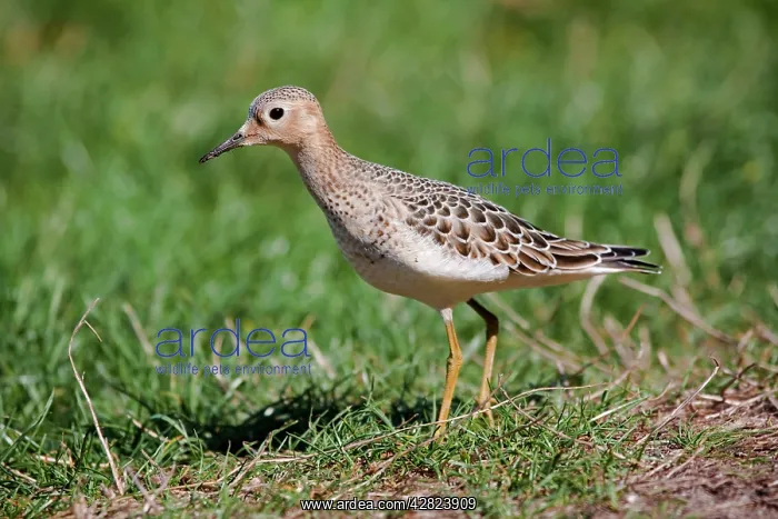 : Buff Breasted Sandpiper : Buff Breasted Sandpiper