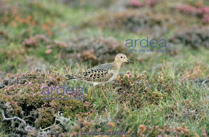 : Buff-breasted Sandpiper : Buff-breasted Sandpiper