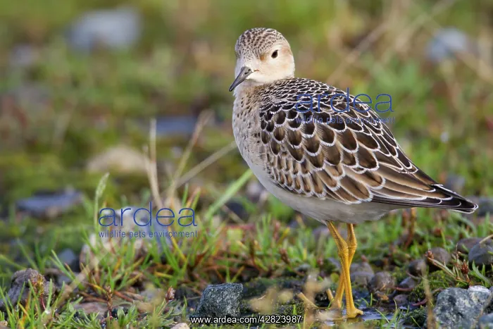 : Buff Breasted Sandpiper - Autumn migrant : Buff Breasted Sandpiper - Autumn migrant