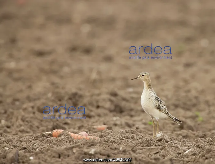 : Buff-breasted Sandpiper - On farmland carrot field : Buff-breasted Sandpiper - On farmland carrot field