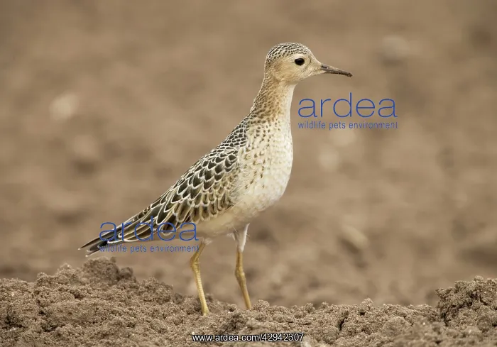 : Buff-breasted Sandpiper - on farmland carrot field : Buff-breasted Sandpiper - on farmland carrot field