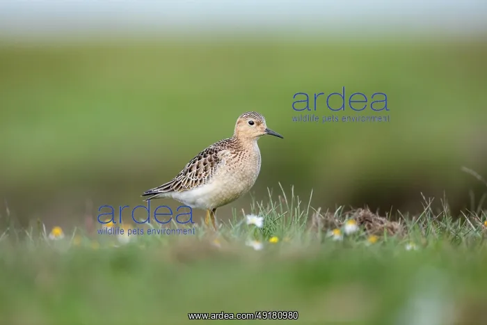  : Buff Breasted Sandpiper - UK