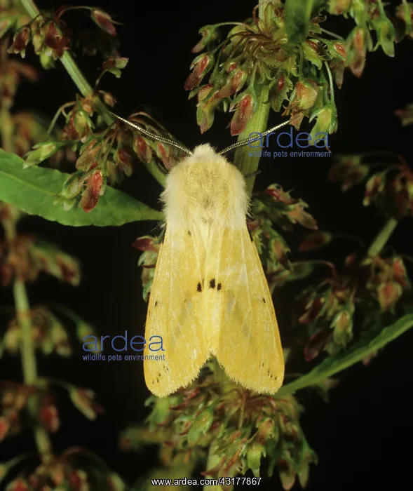 : Buff ermine moth : Buff ermine moth