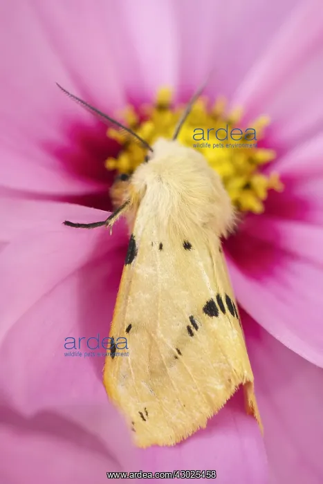 : Buff Ermine Moth on Cosmos flower, Norfolk UK : Buff Ermine Moth on Cosmos flower, Norfolk UK