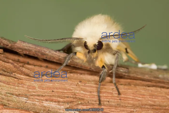 : Buff Ermine Moth - male showing antennae : Buff Ermine Moth - male showing antennae
