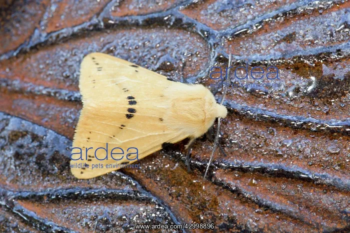 : Buff Ermine Moth - male - Summer : Buff Ermine Moth - male - Summer