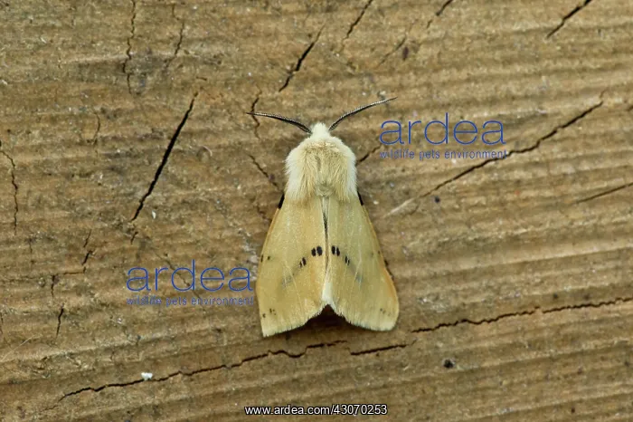 : Buff Ermine (Spilarctia lutea). Hinshult, Sweden : Buff Ermine (Spilarctia lutea). Hinshult, Sweden