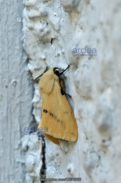  : Buff Ermine (Spilarctia lutea). Hinshult, Sweden