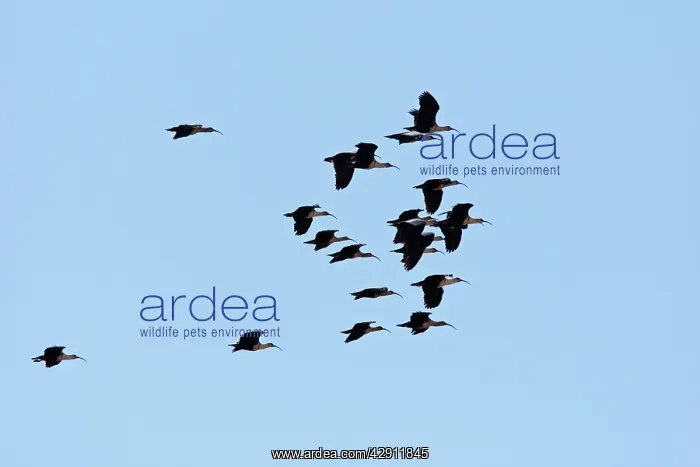 : Buff-necked Ibis : Buff-necked Ibis