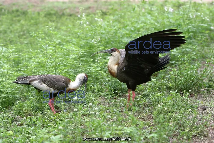 : Buff-necked Ibis : Buff-necked Ibis