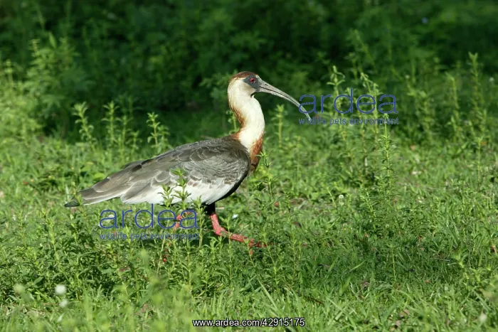  : Buff-necked Ibis
