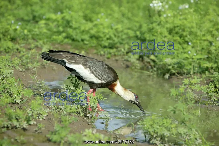 : Buff-necked Ibis : Buff-necked Ibis