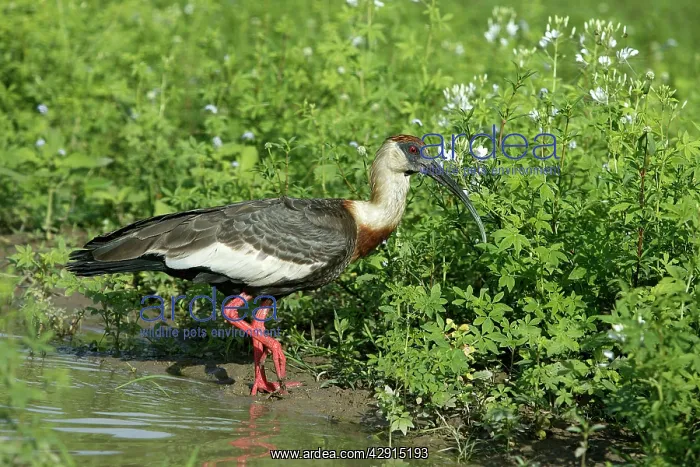 : Buff-necked Ibis : Buff-necked Ibis