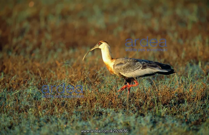 : Buff-Necked IBIS : Buff-Necked IBIS