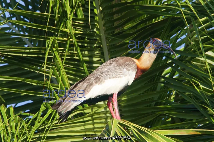 : Buff-necked Ibis / White-throated Ibis : Buff-necked Ibis / White-throated Ibis