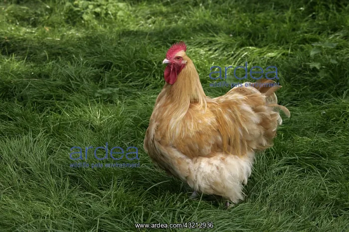 : Buff Orpington cock Warwickshire : Buff Orpington cock Warwickshire
