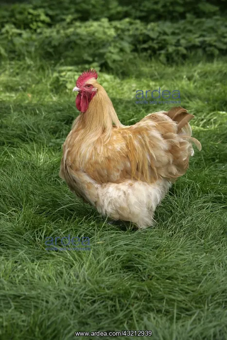 : Buff Orpington cock Warwickshire : Buff Orpington cock Warwickshire