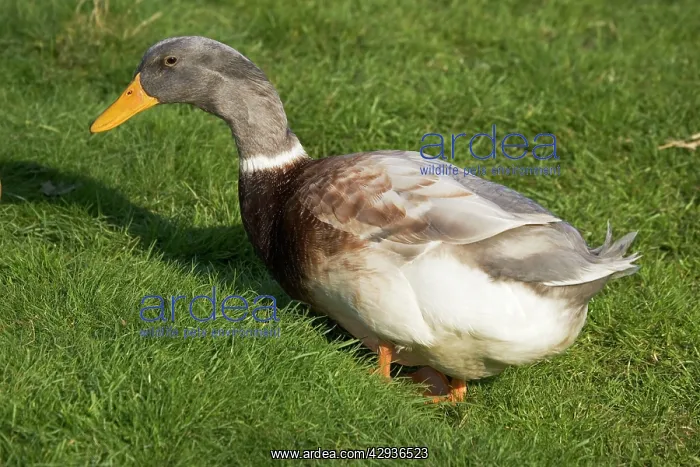 : Buff Orpington ducks : Buff Orpington ducks