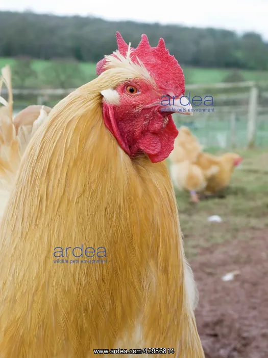  : Buff Pekin Bantam - male Chicken