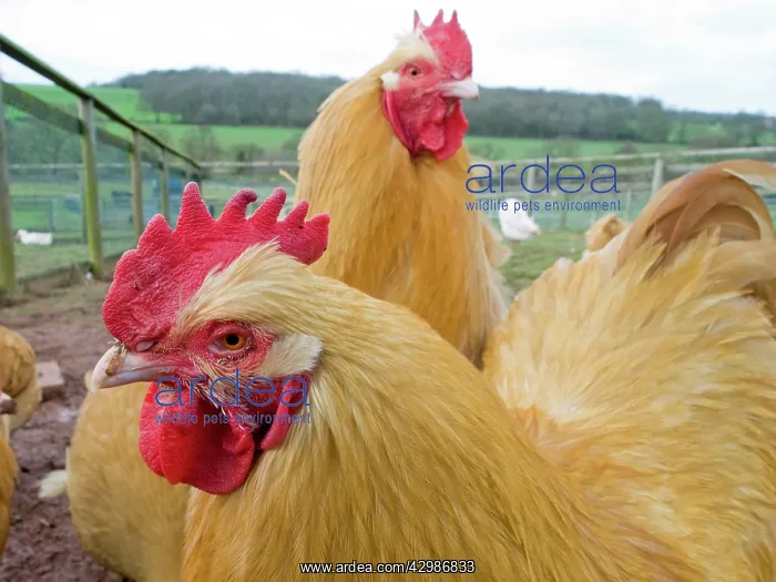  : Buff Pekin Bantams Chickens