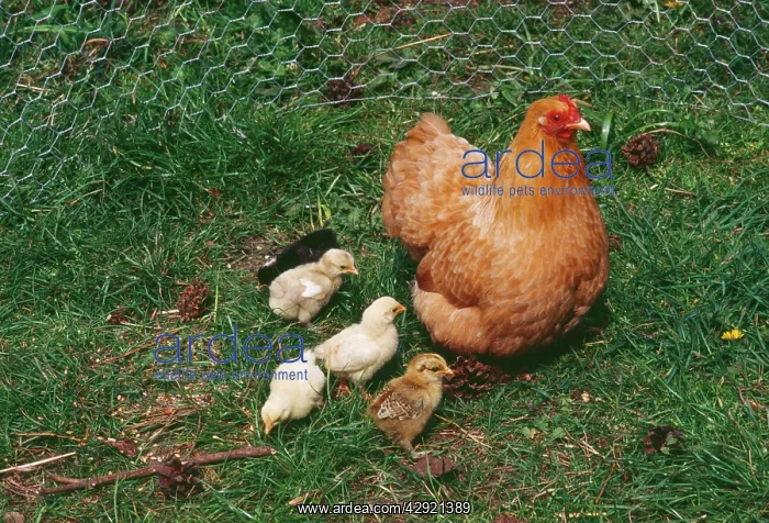  : Buff Pekin Chicken - Hen with various chicks