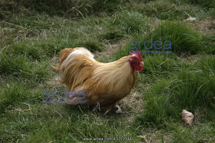 : Buff Pekin cock Warwickshire : Buff Pekin cock Warwickshire