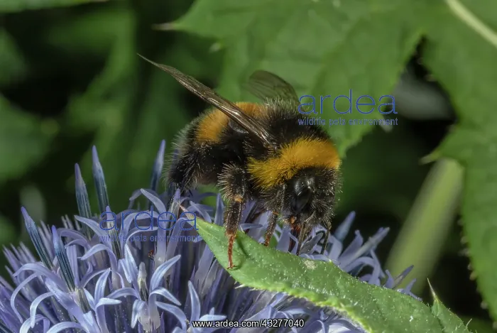 : buff-tailed Bumble bee, Bombus terrestris visiting : buff-tailed Bumble bee, Bombus terrestris visiting
