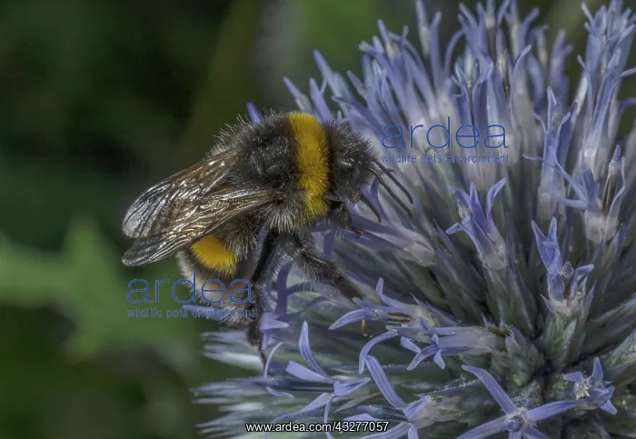 : buff-tailed Bumble bee, Bombus terrestris visiting : buff-tailed Bumble bee, Bombus terrestris visiting