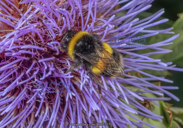 : Buff-tailed Bumble bees, Bombus terrestris, visiting : Buff-tailed Bumble bees, Bombus terrestris, visiting