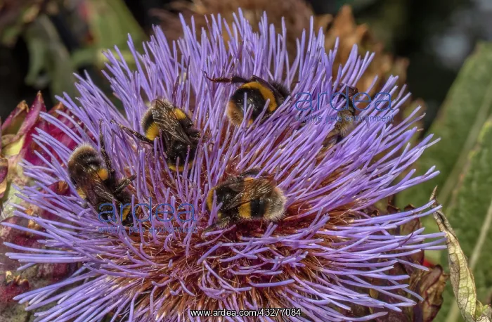 : Buff-tailed Bumble bees, Bombus terrestris, visiting : Buff-tailed Bumble bees, Bombus terrestris, visiting