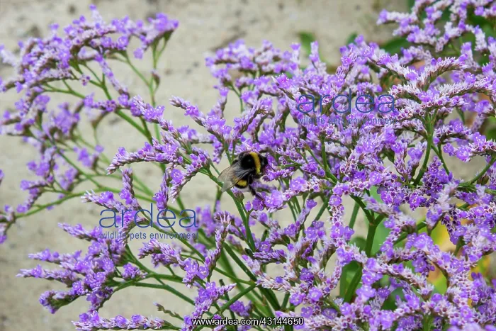 : Buff-tailed Bumblebee : Buff-tailed Bumblebee
